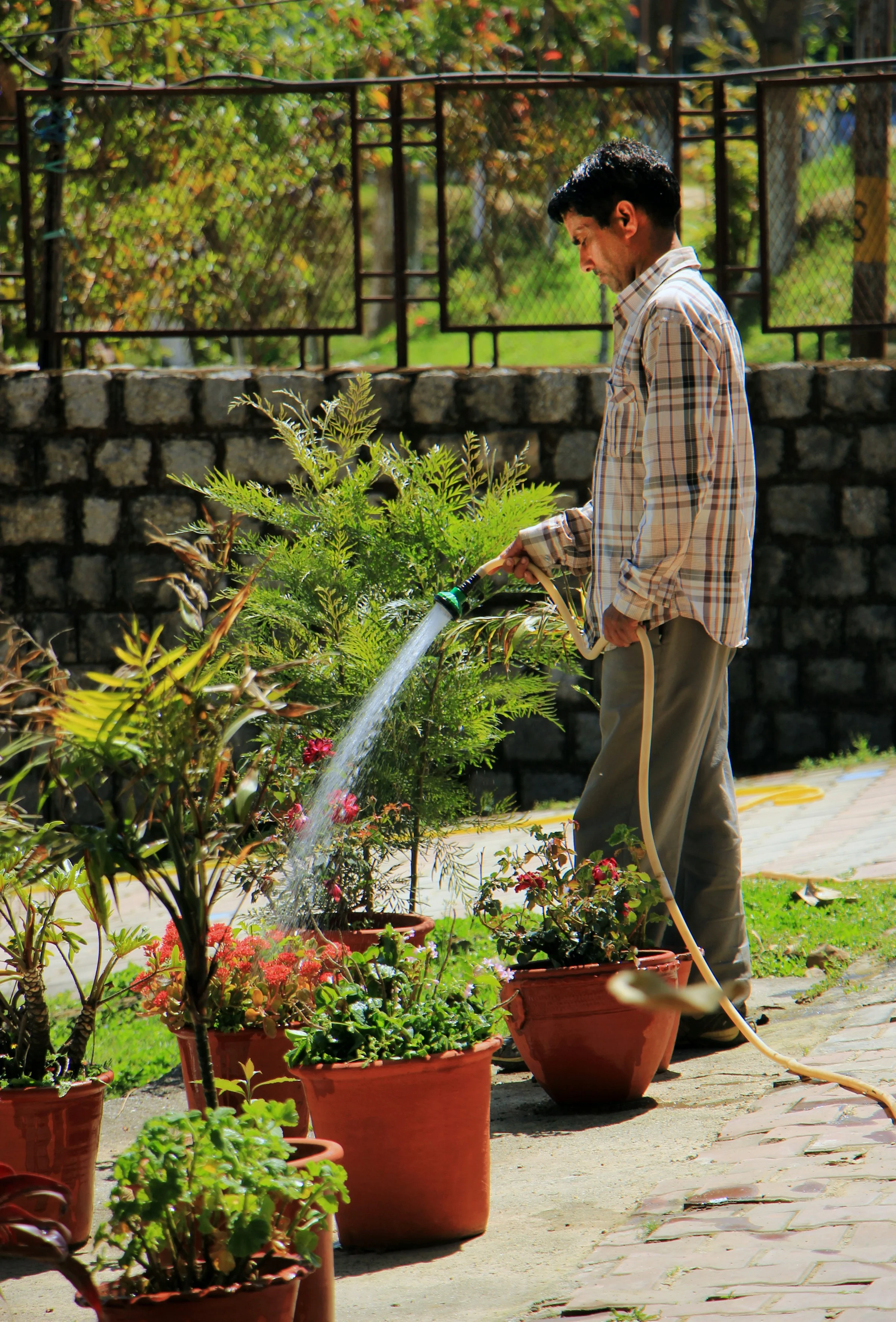Personne arrosant des plantes en pot avec un tuyau dans un jardin ensoleillé