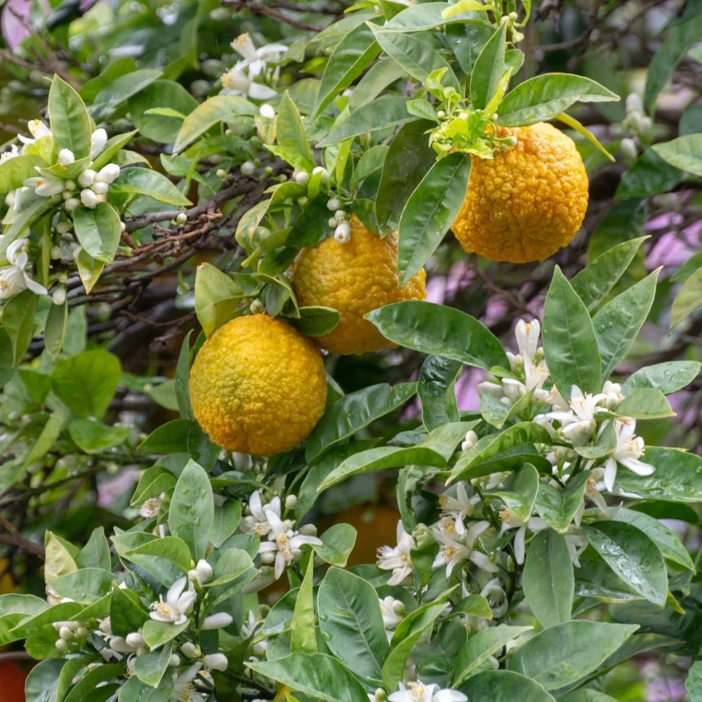 Bergamote calabraise avec excroissance latérale caractéristique