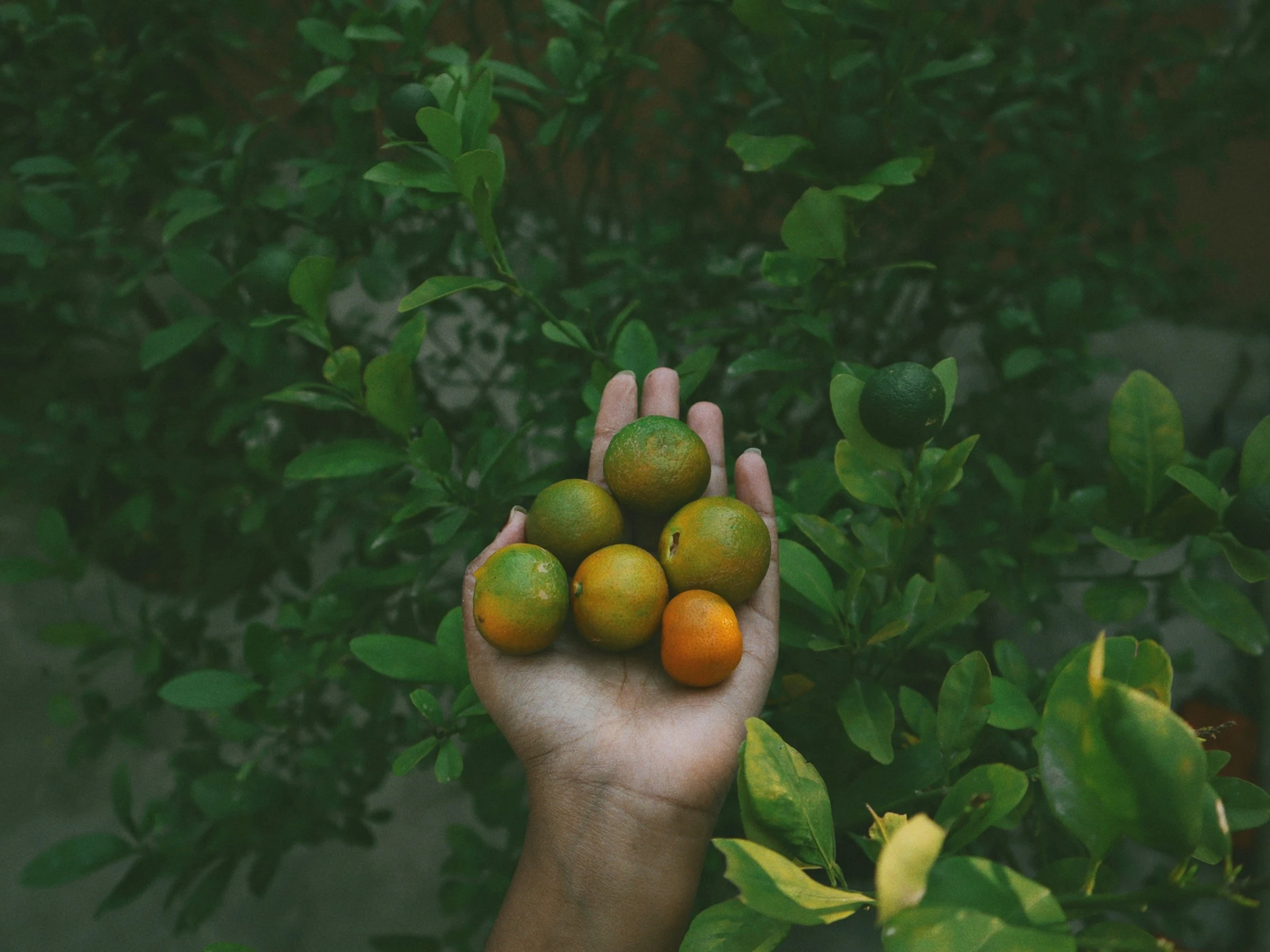 Citron tranché lumineux fond clair, photo nutrition éditoriale