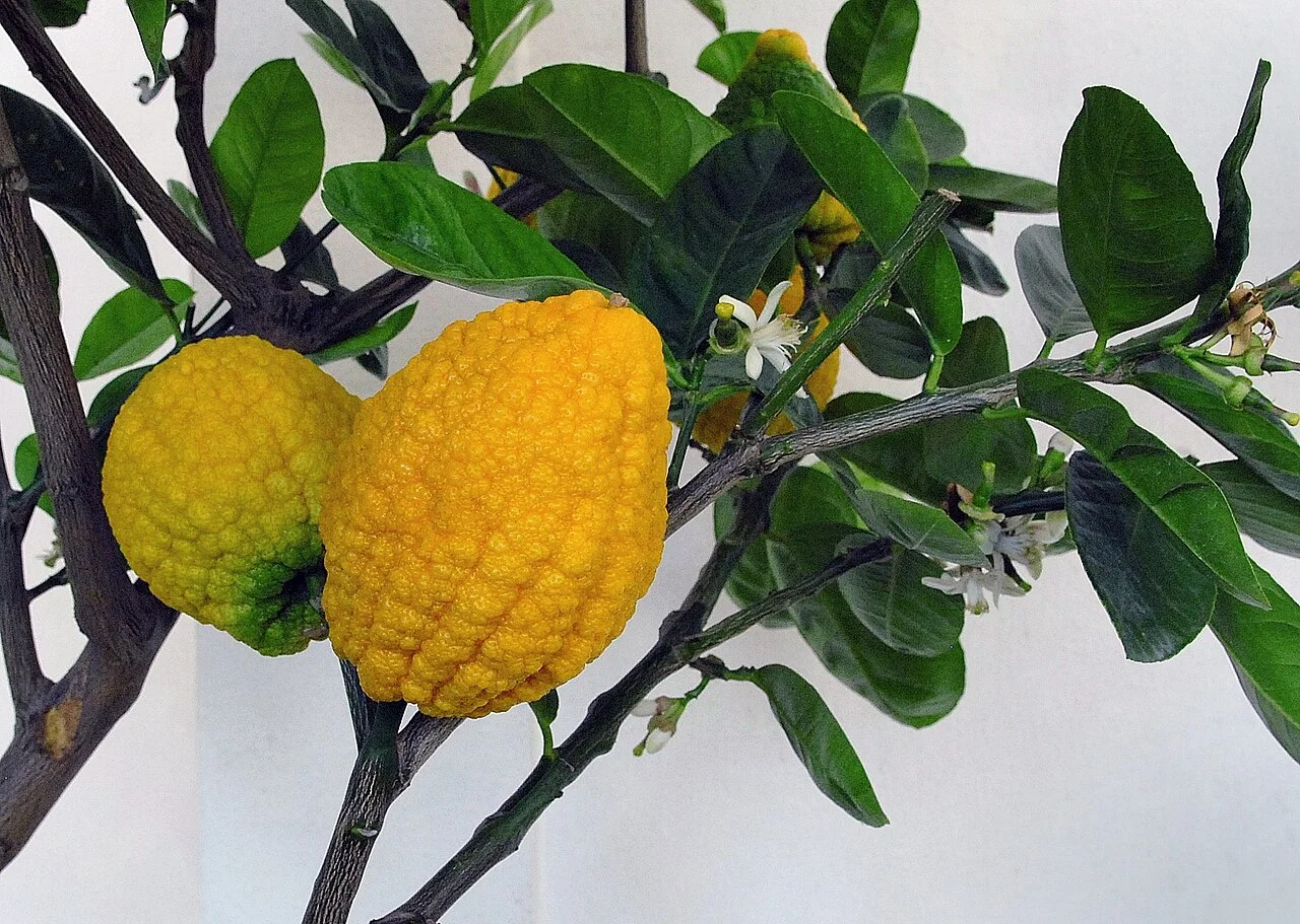 Cédrat — Citrus medica, ancêtre de tous les agrumes