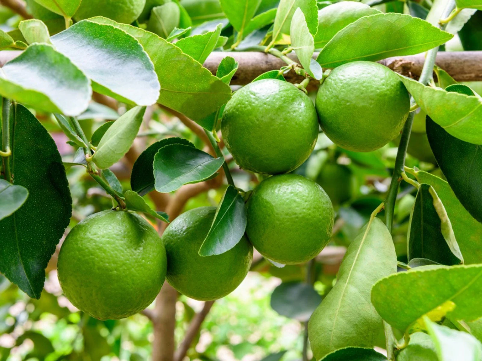 Citron vert — lime acidulée et parfumée