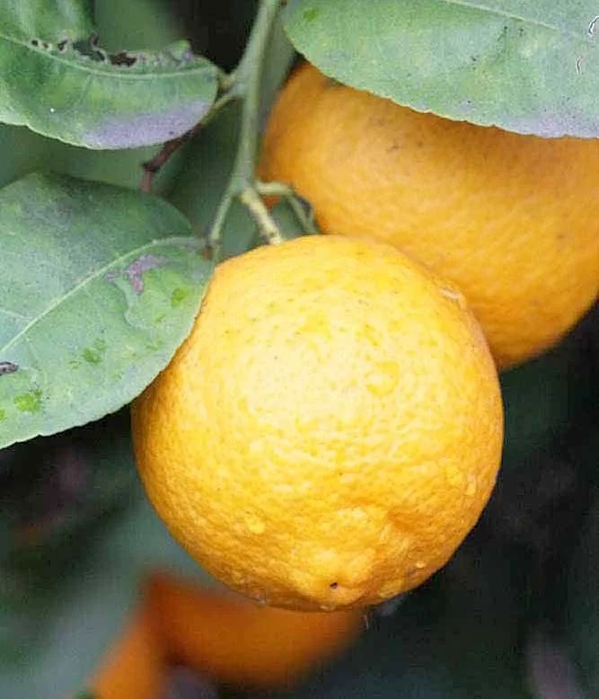 Citron Volkamer — fruits ronds jaune-orangé à l'écorce granuleuse
