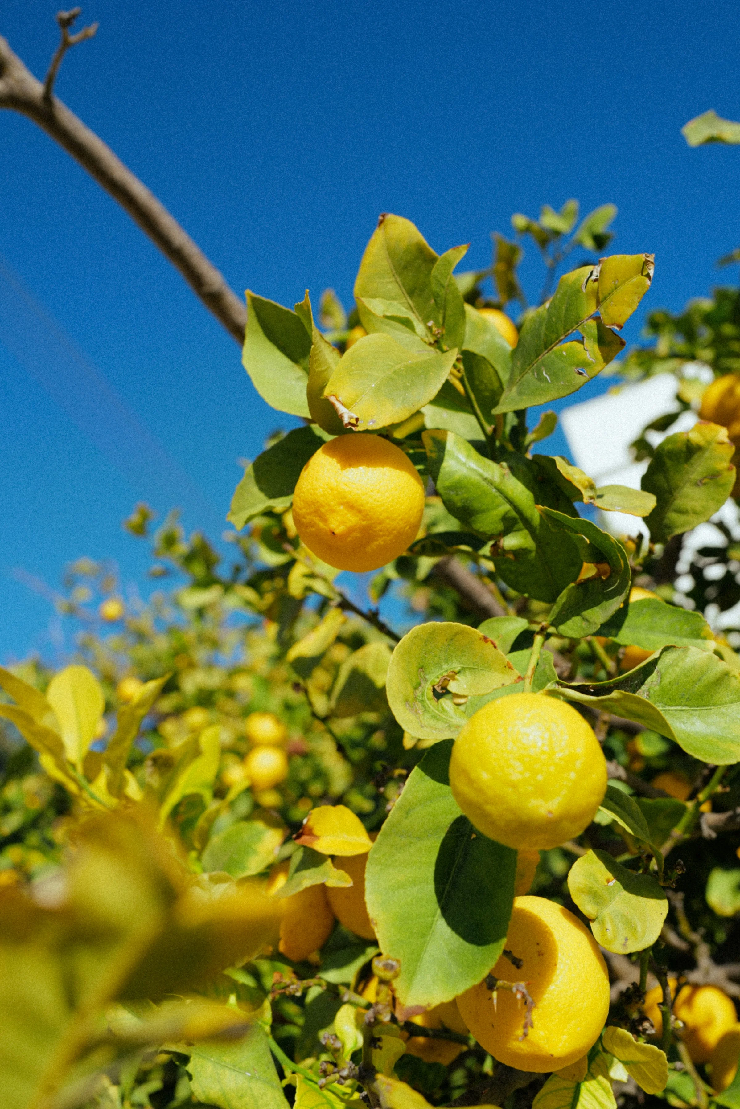 Feuilles de citronnier jaunes et tachées, signe de carence ou arrosage excessif