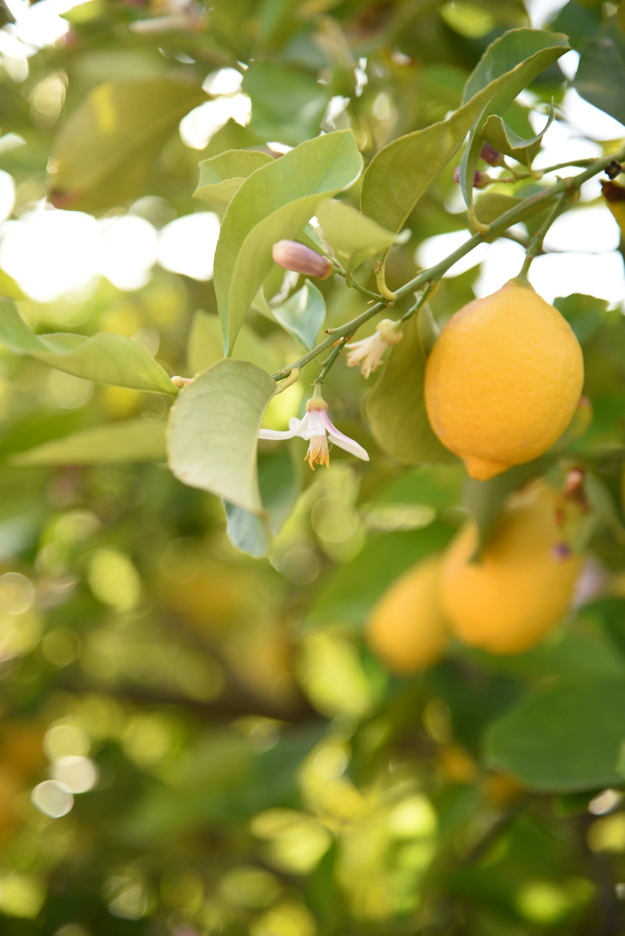 Branche de citronnier avec petits fruits verts en développement