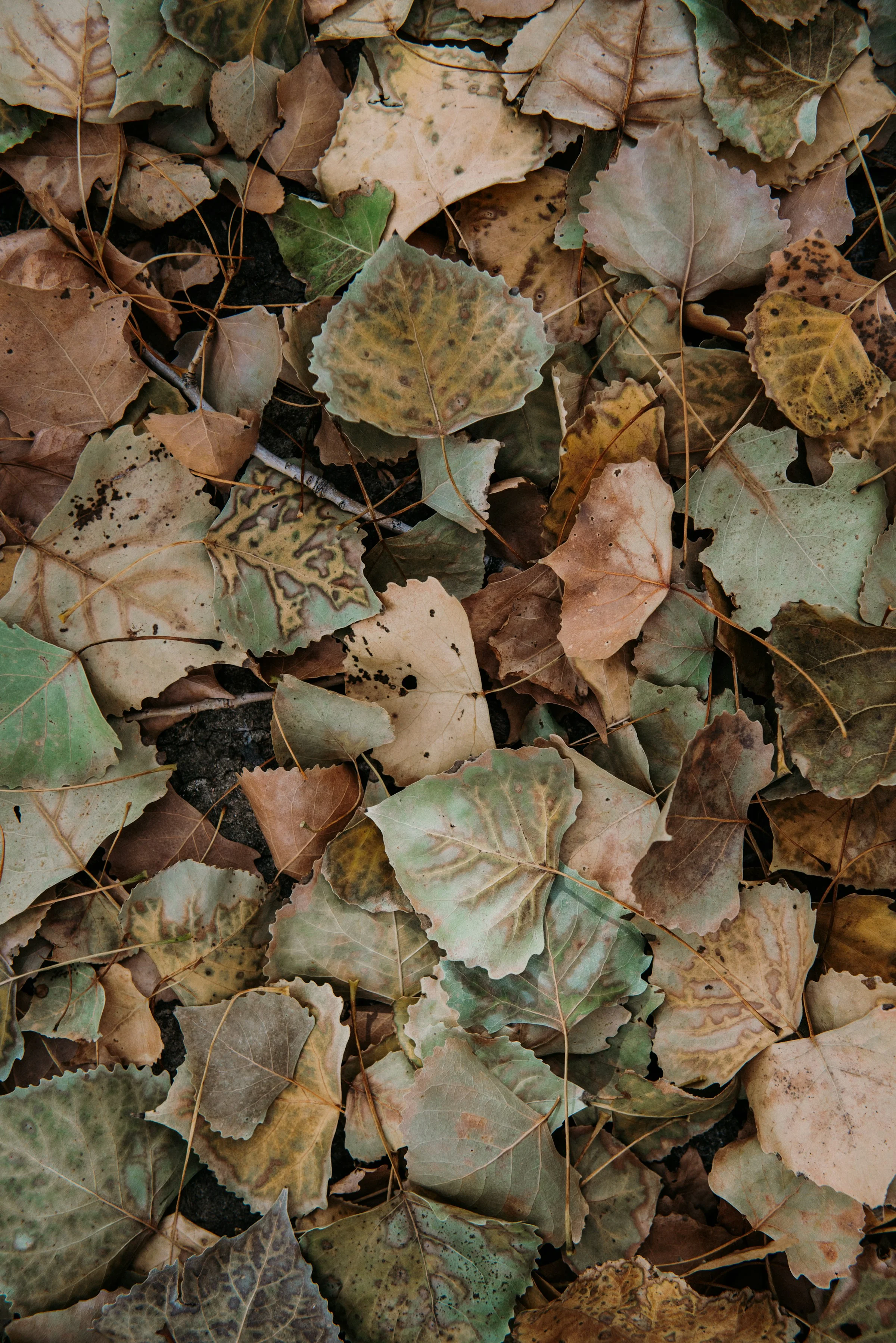 Citronnier en pot l'hiver avec légère chute de feuilles, placement près fenêtre