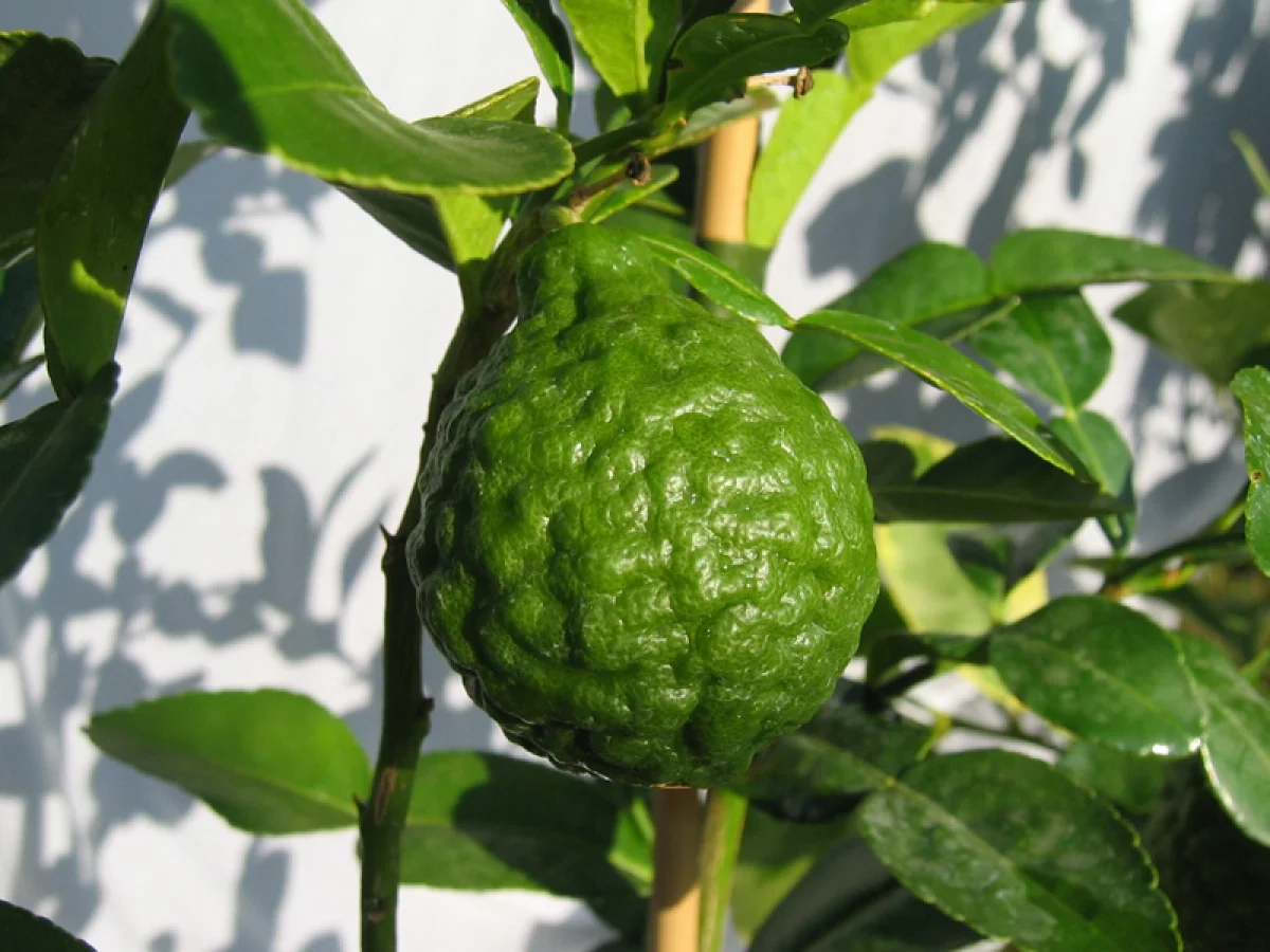 Combava (Citrus hystrix) à peau bosselée
