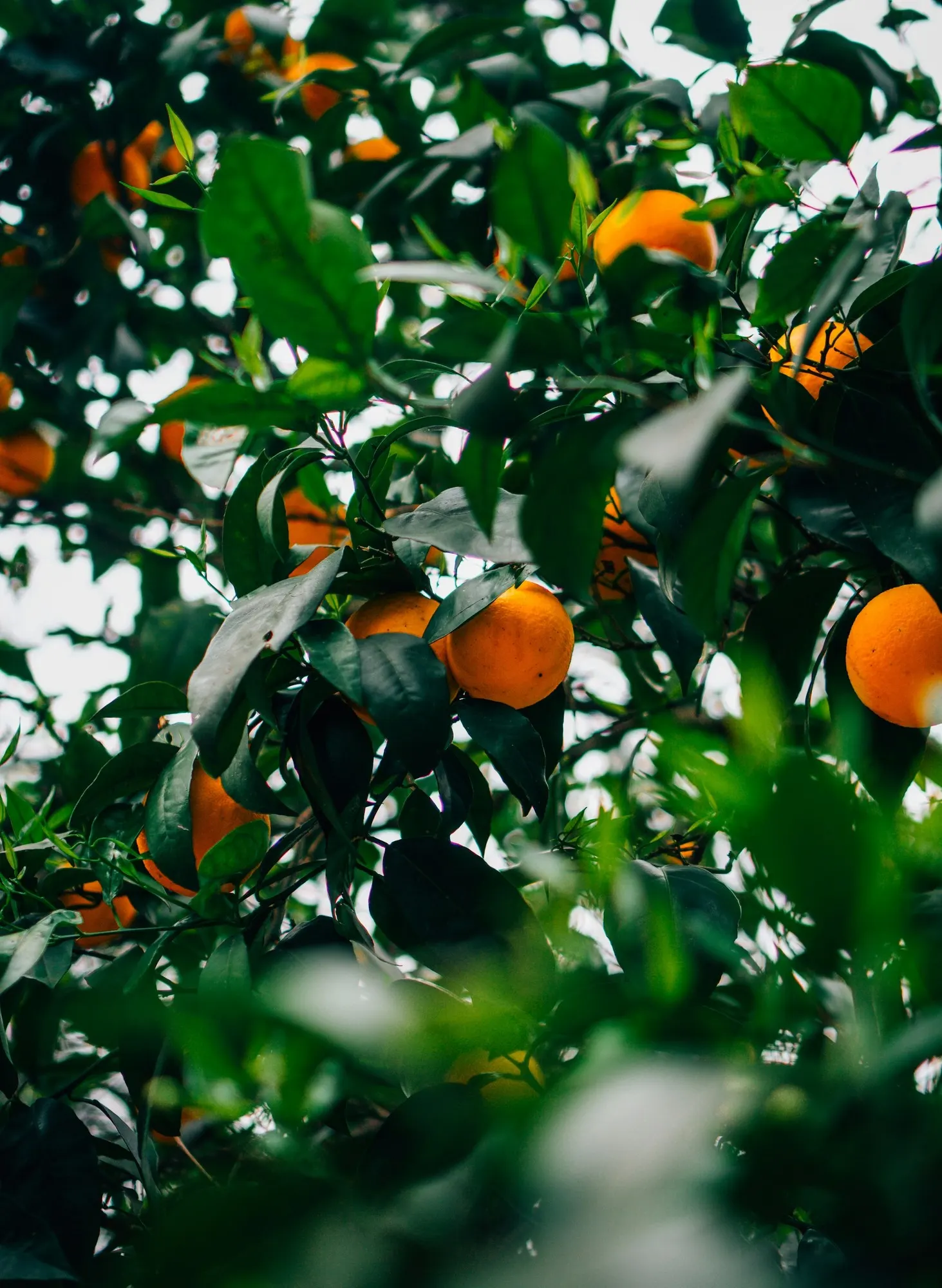 Coopérative agrumes de Calabre, vergers de bergamote