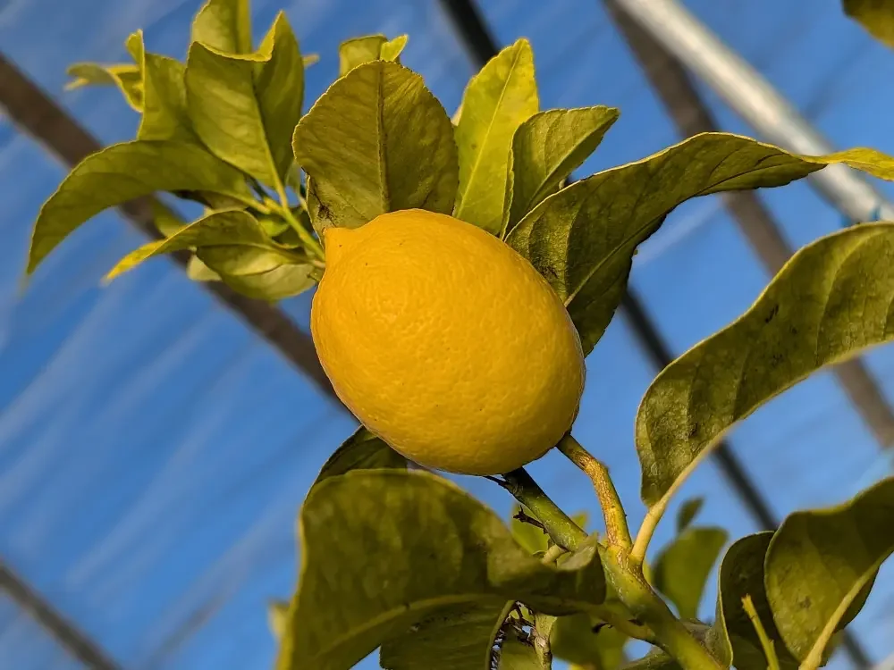 Citron Eureka, variété californienne