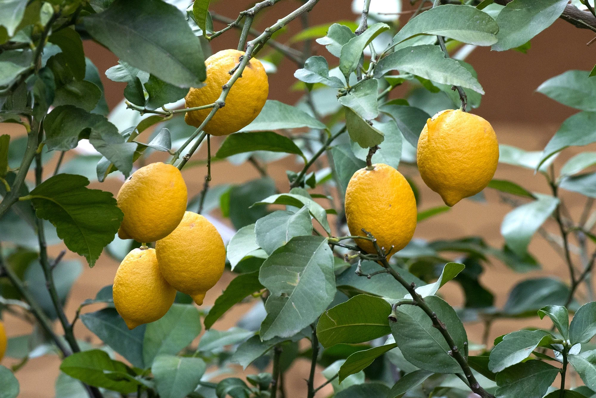 Femminello Carrubaro — grappes de citrons jaunes sur l'arbre devant un mur ocre