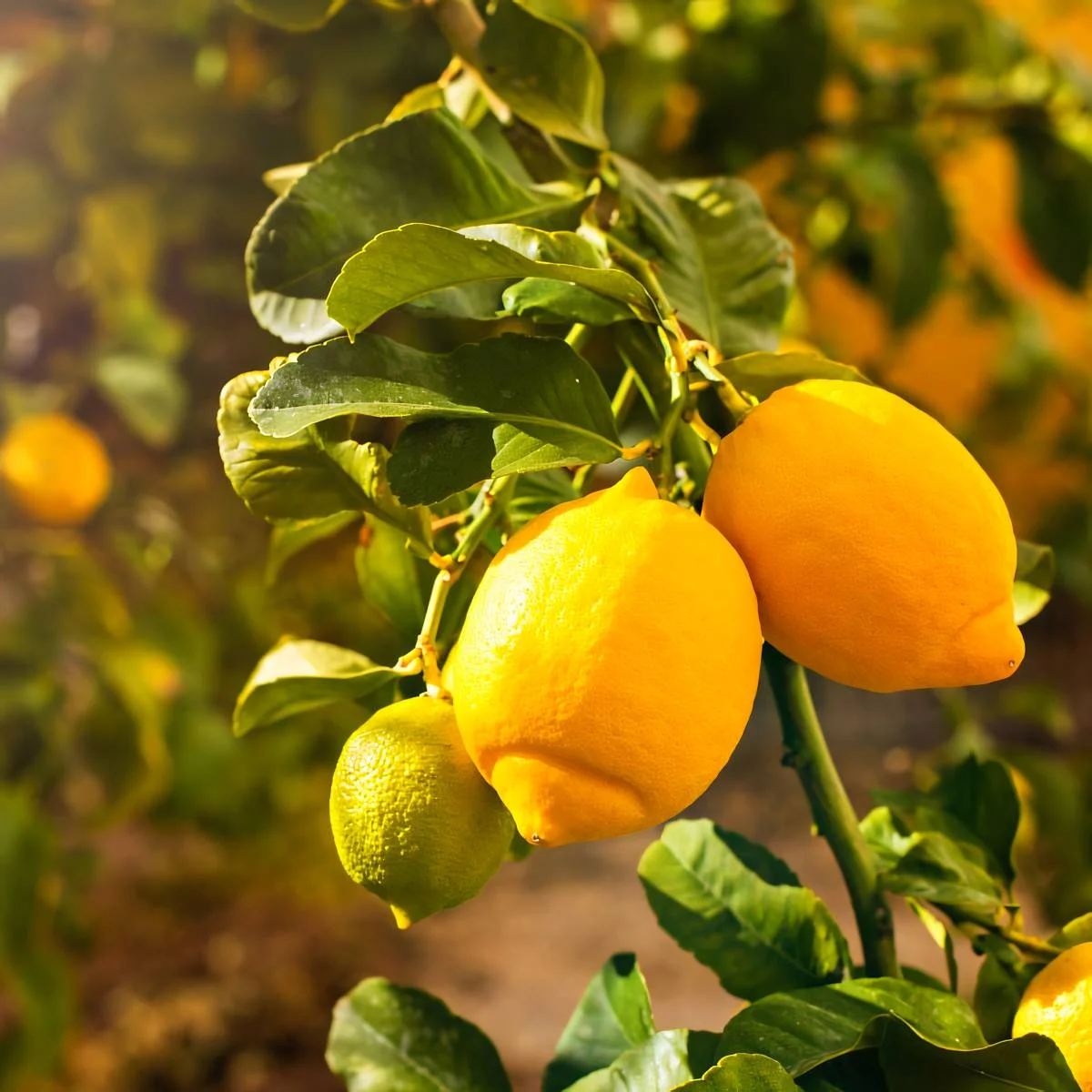 Femminello di Siracusa IGP — citron sicilien à peau fine