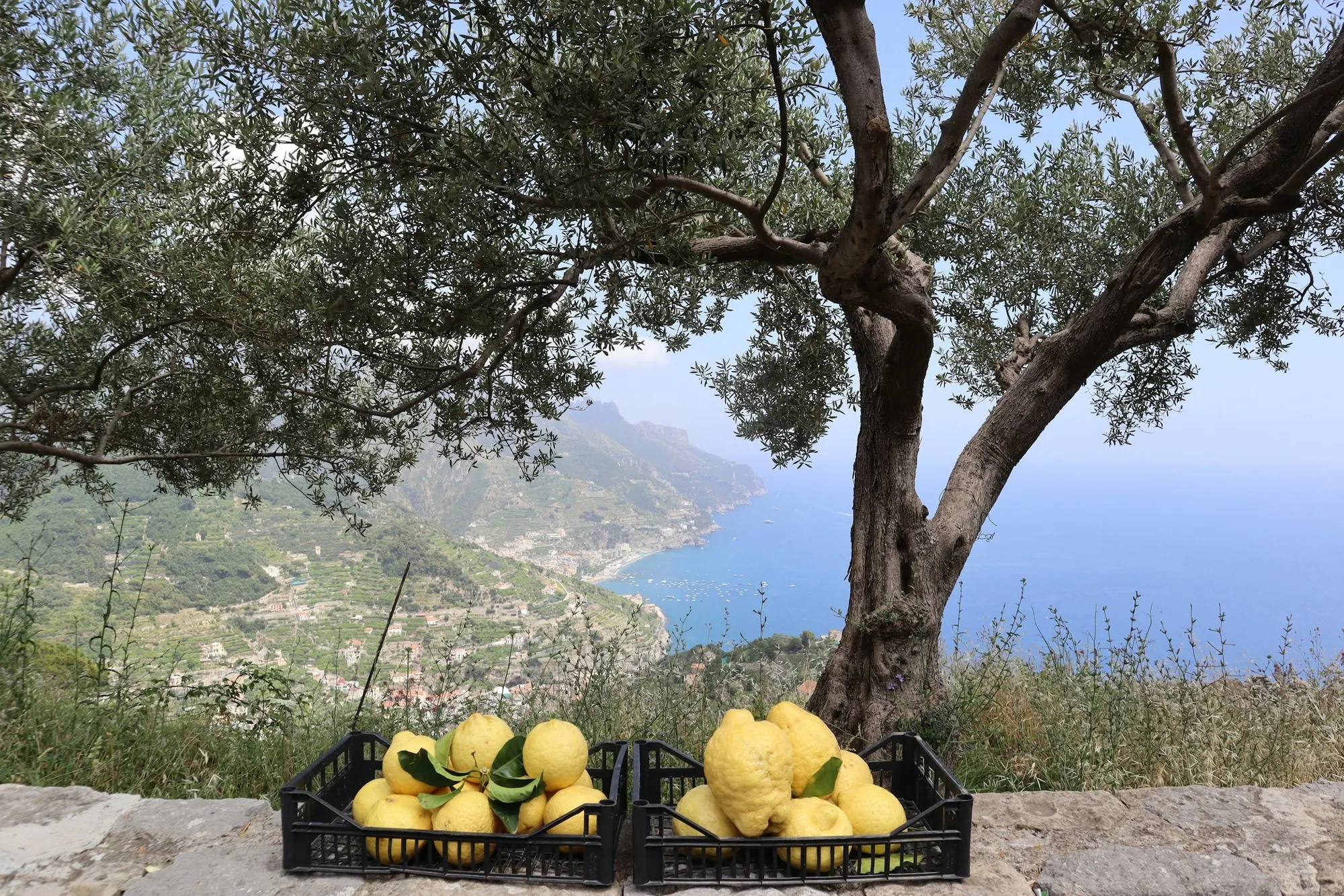 Verger de Femminello di Siracusa IGP en Sicile