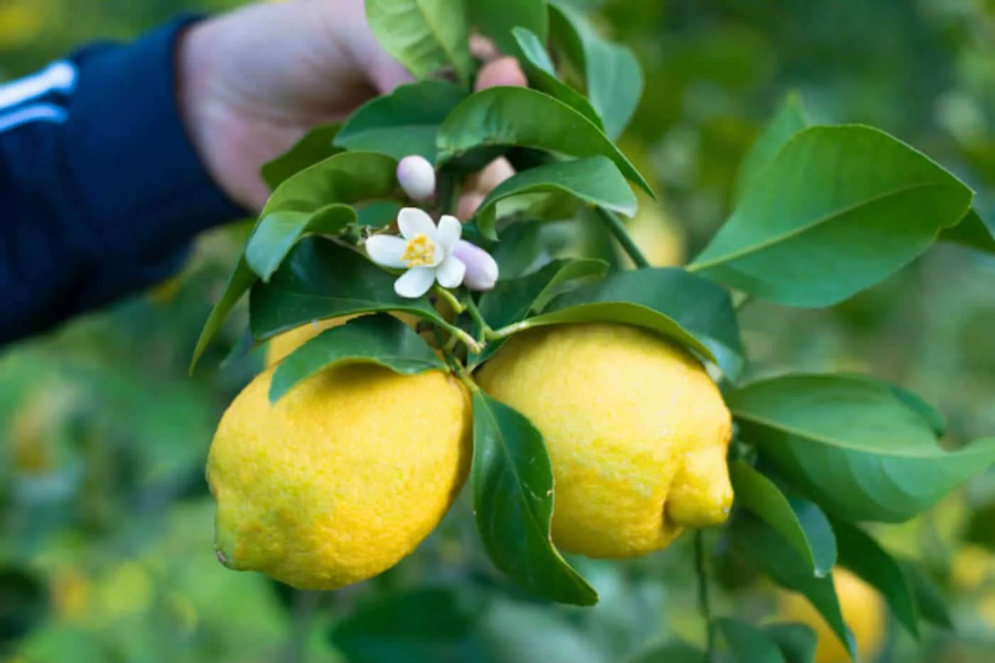 Citron Fino — variété espagnole d'hiver