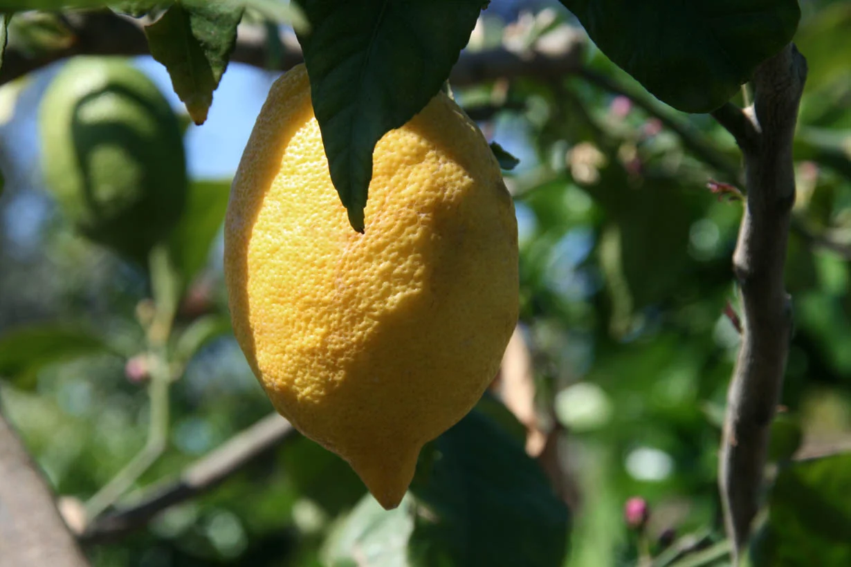 Interdonato — citron allongé à la peau lisse, sur l'arbre
