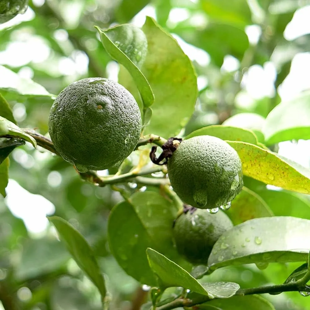 Kabosu — agrume vert japonais
