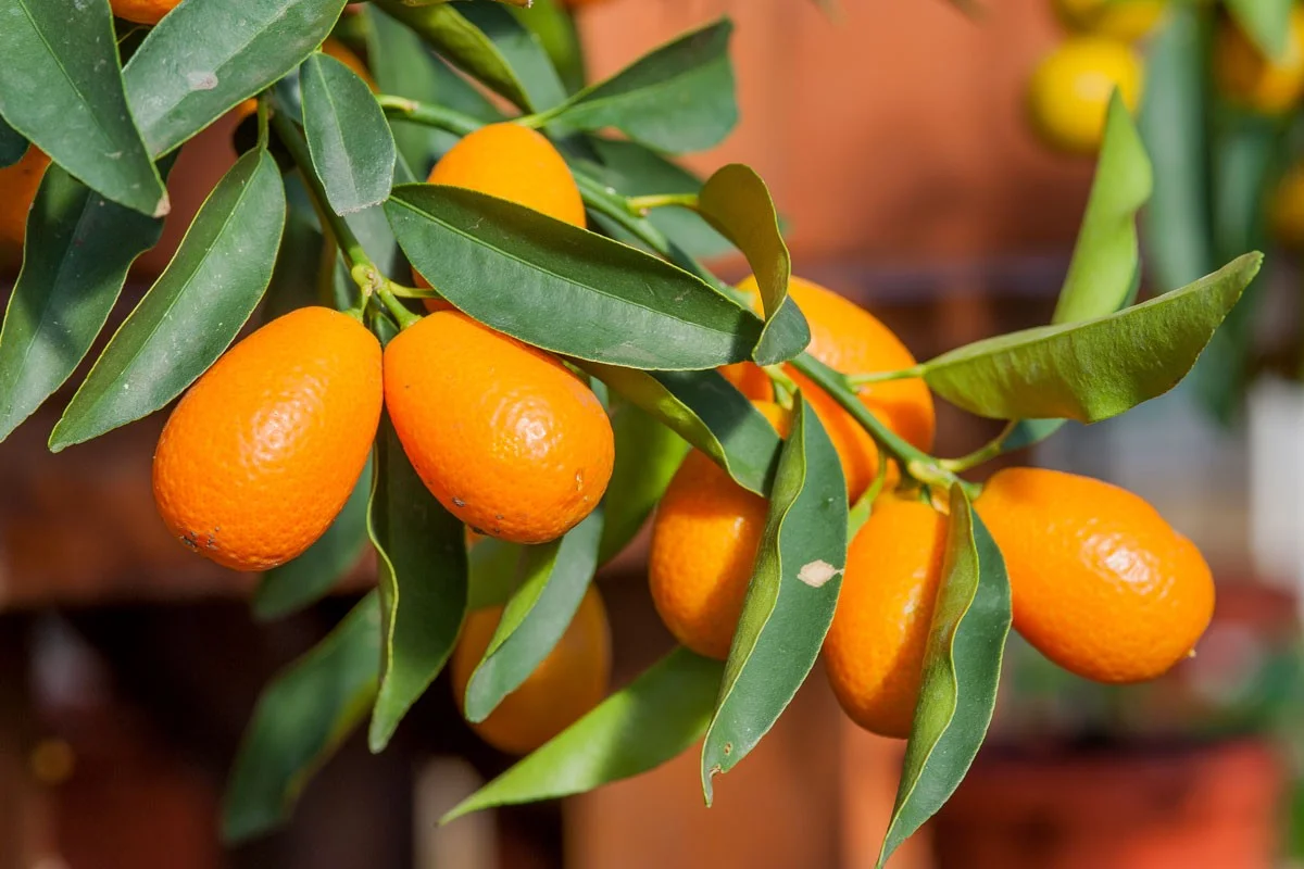 Kumquat — mini-agrume orange-or à manger entier