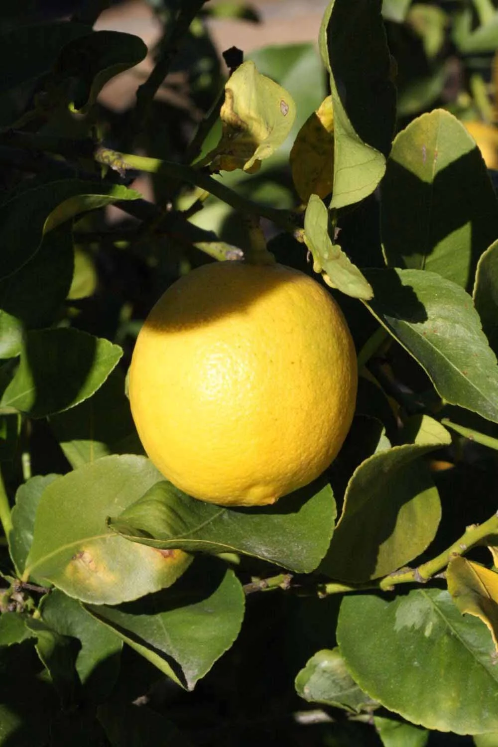 Lapithos — citron jaune vif sur son arbre, en pleine lumière