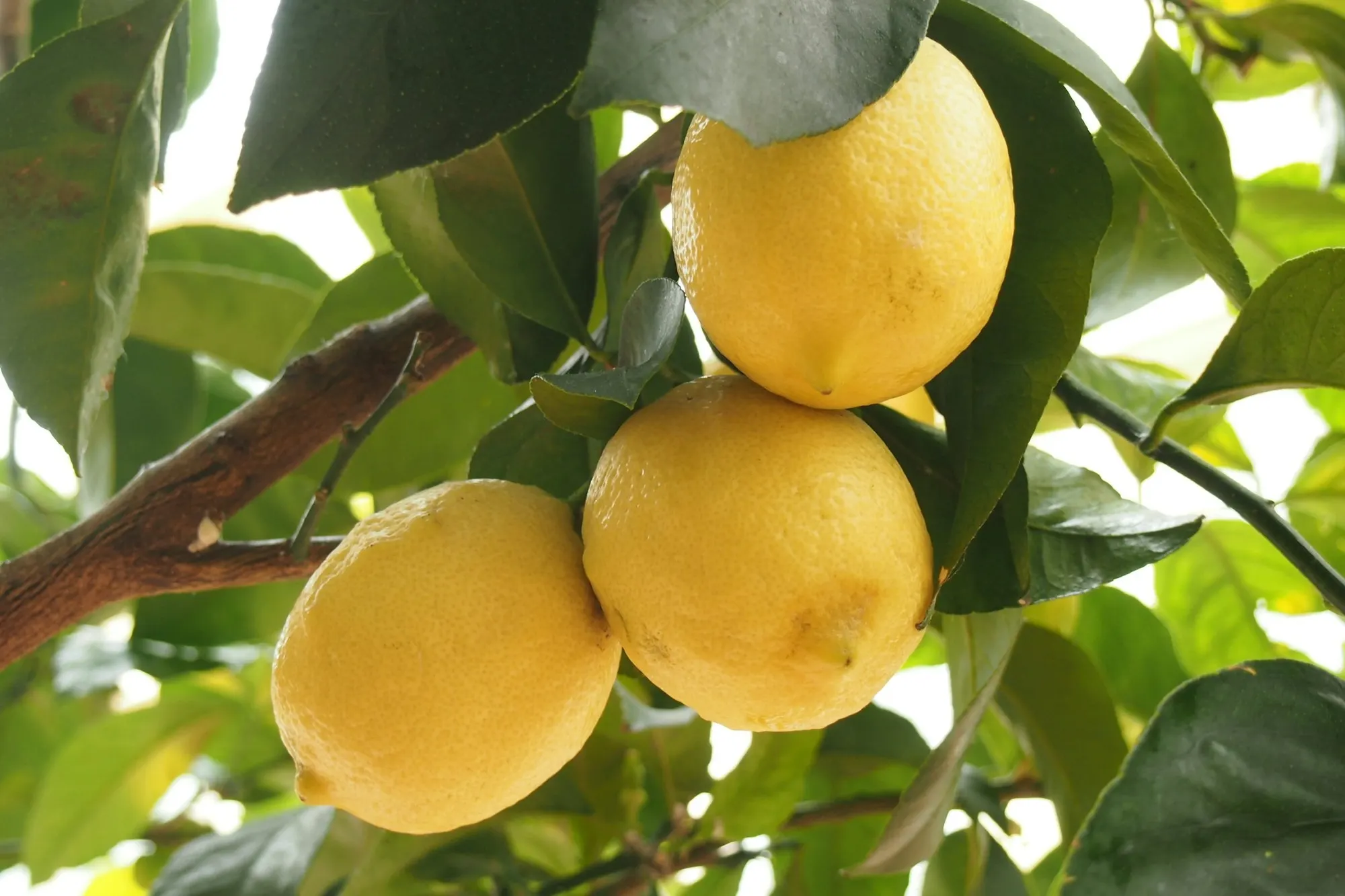 Lemonland, exploitation IGP de citron de Menton