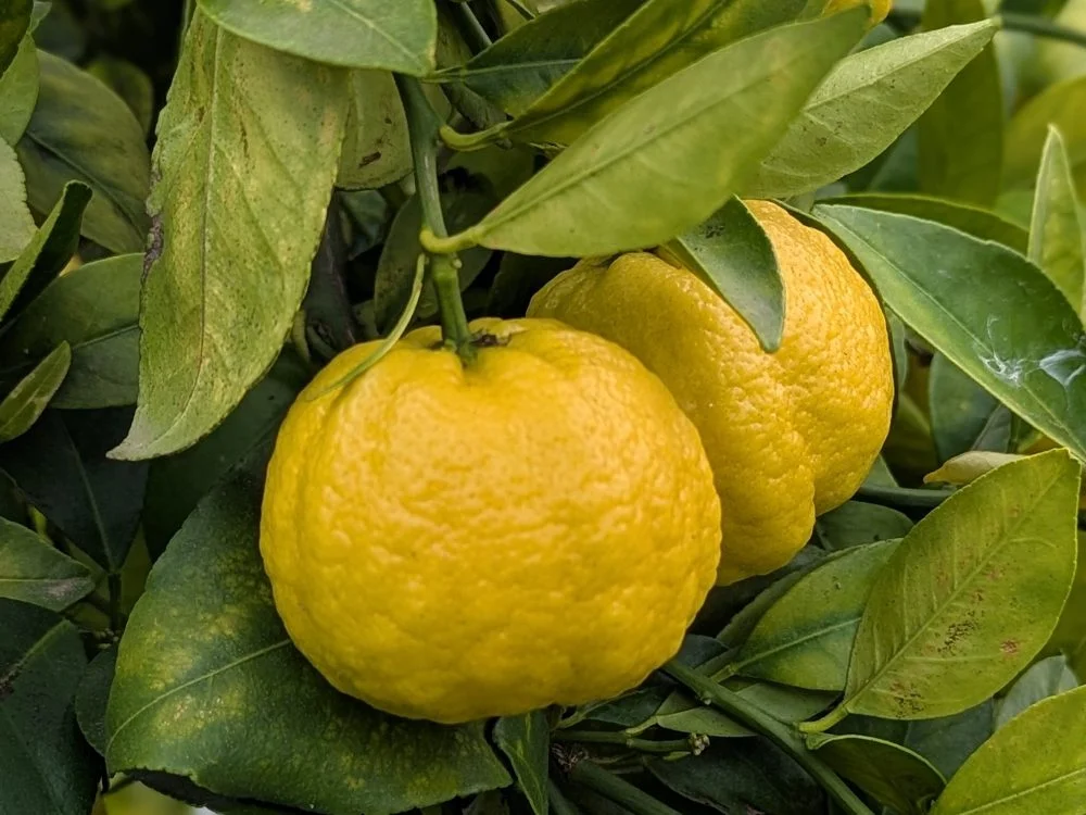 Limetta — agrumes ronds à l'écorce épaisse et légèrement bosselée