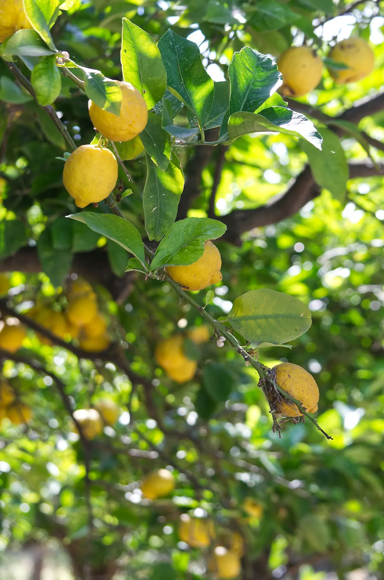 Vergers Limones de Murcia, citronniers en floraison