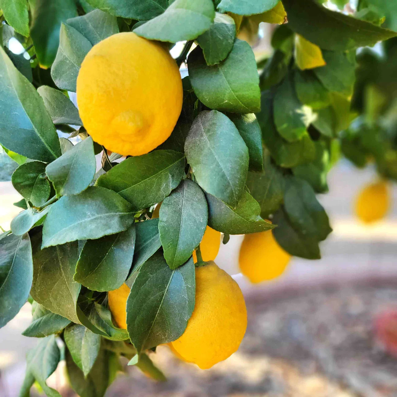 Citron Lisbon — variété portugaise rustique