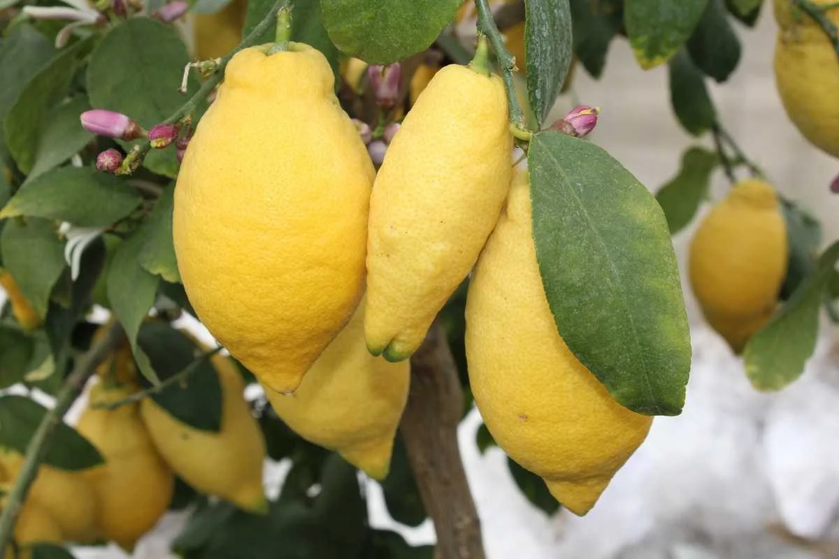 Lunario — citrons mûrs et boutons floraux roses sur la même branche