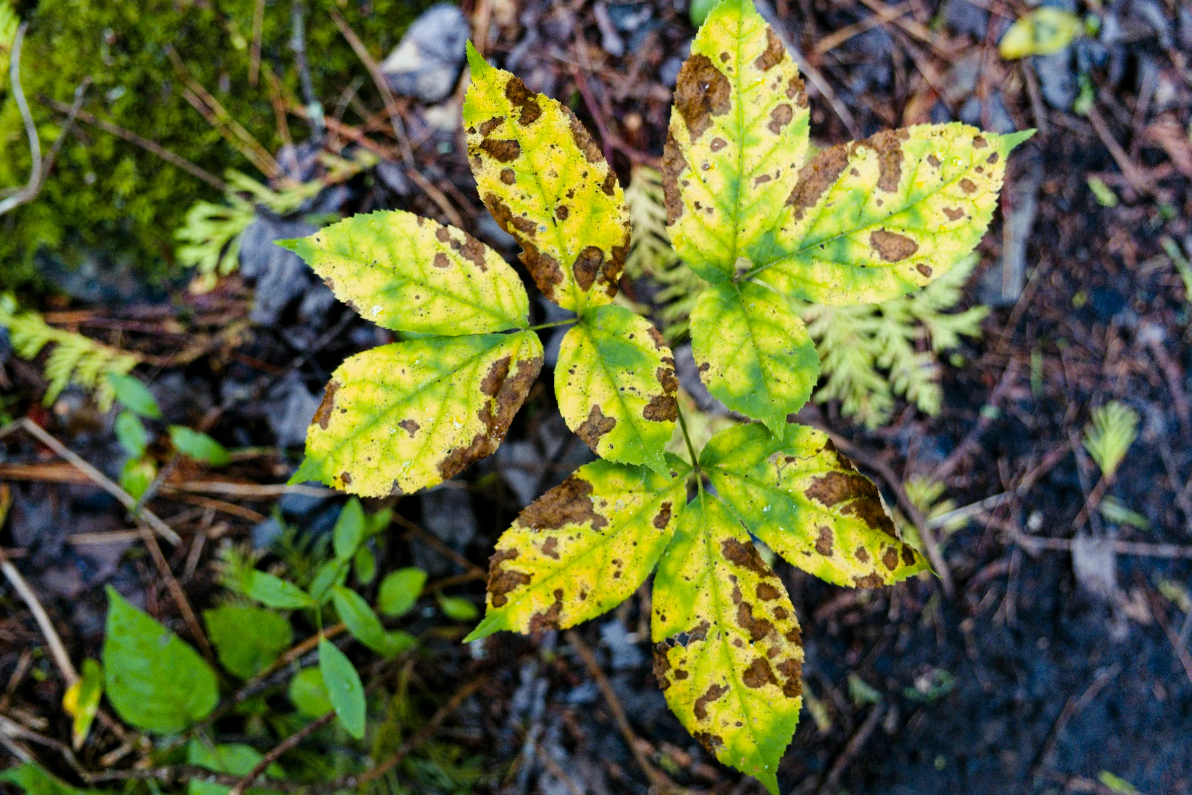 Détail de feuille de citronnier avec symptômes phytosanitaires