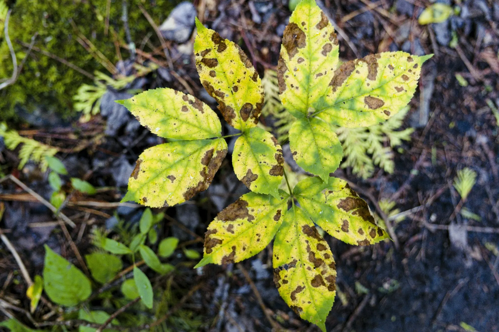 Détail de feuille de citronnier avec symptômes phytosanitaires