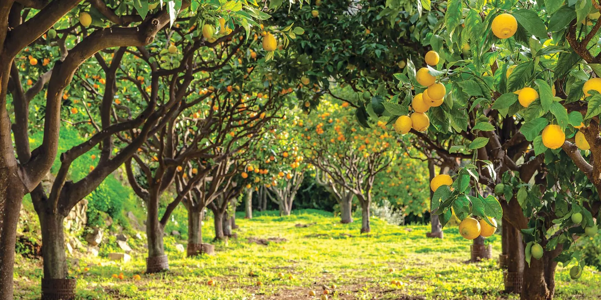Verger de citronniers de Menton — allée de citrons mûrs