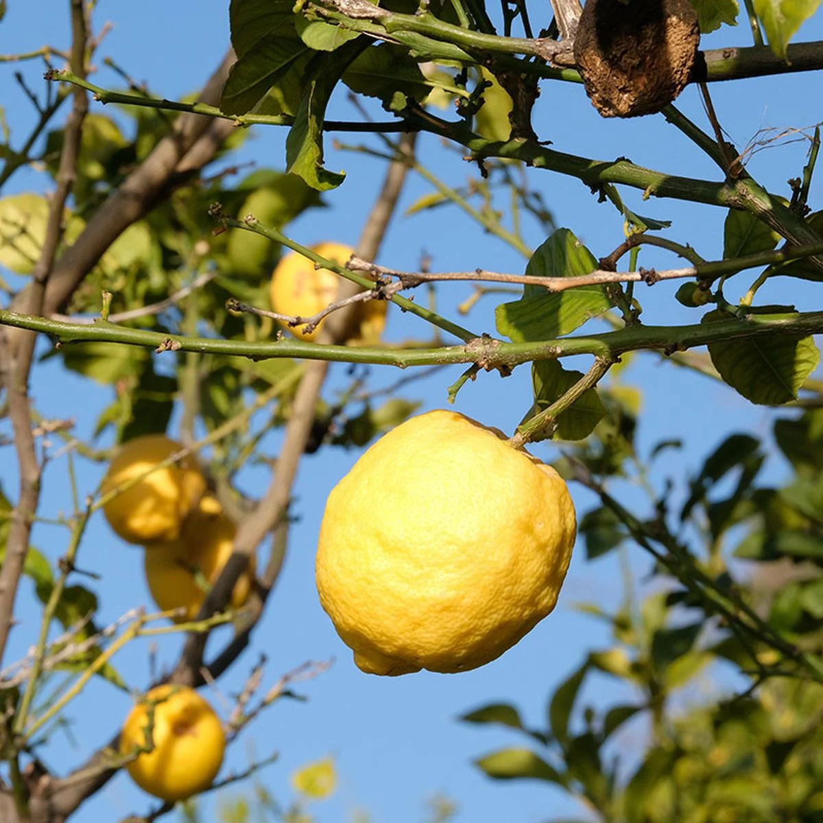 Citron de Menton sur fond clair