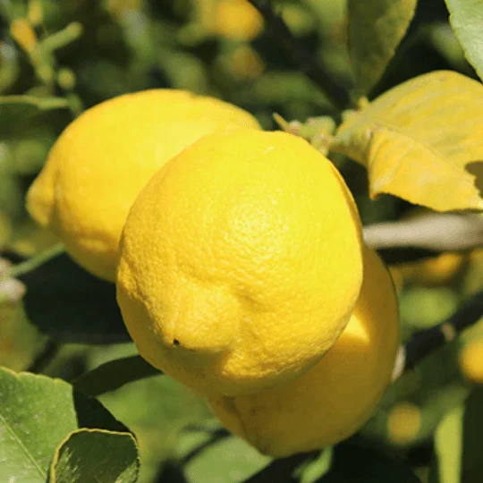 Citron Meyer à peau fine et lisse