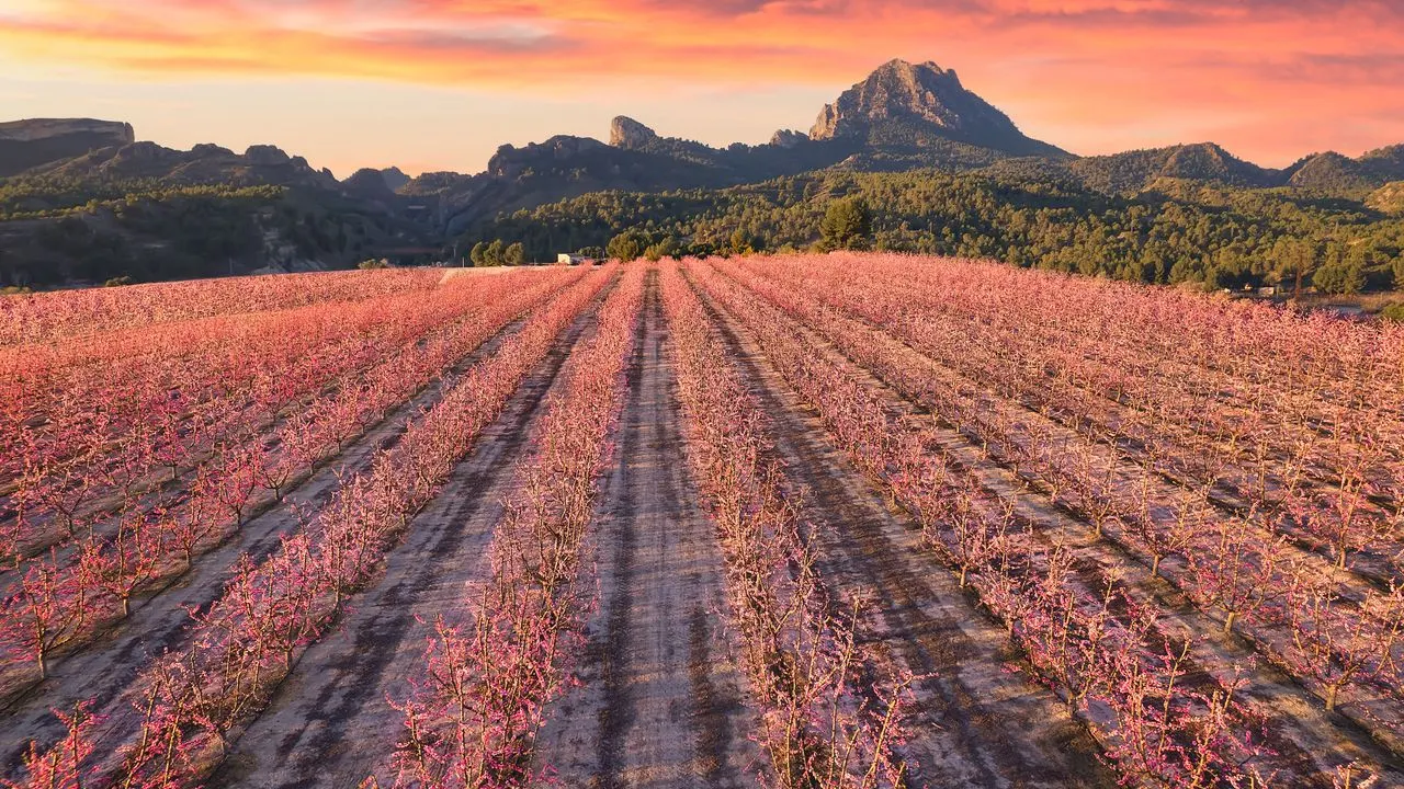Vergers en floraison rose au pied des montagnes de Murcie