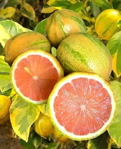 Pink Lemonade — citrons à écorce panachée vert et jaune, coupés sur une pulpe rose corail
