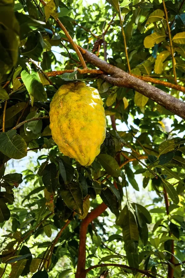 Citron Ponderosa — agrume géant