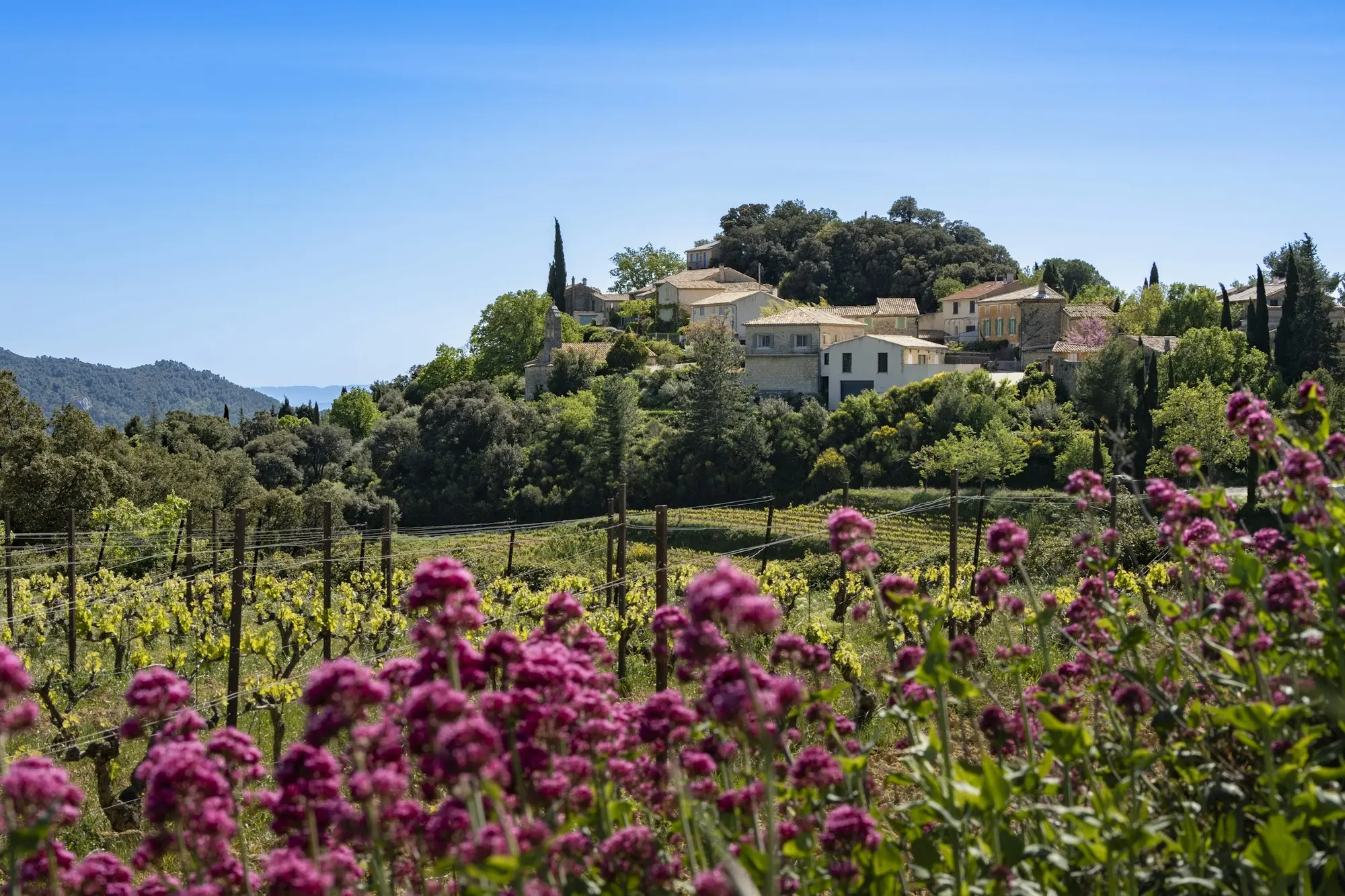 Petite exploitation citron de la Côte d'Azur