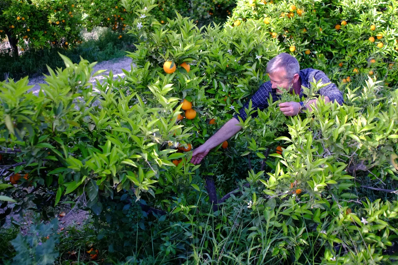 Producteur cueillant des agrumes dans son verger