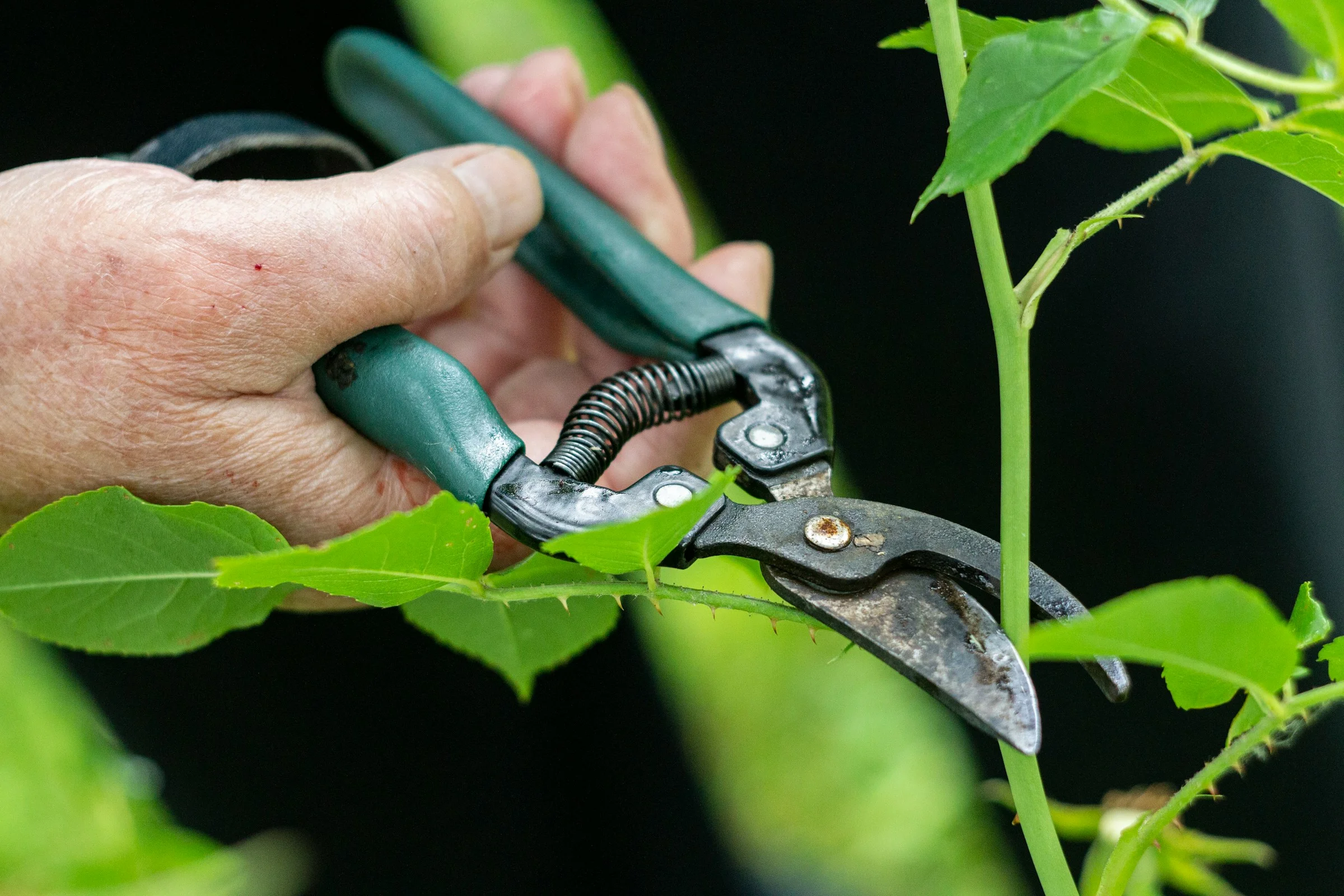 Sécateur effectuant une coupe nette en biseau sur branche de citronnier