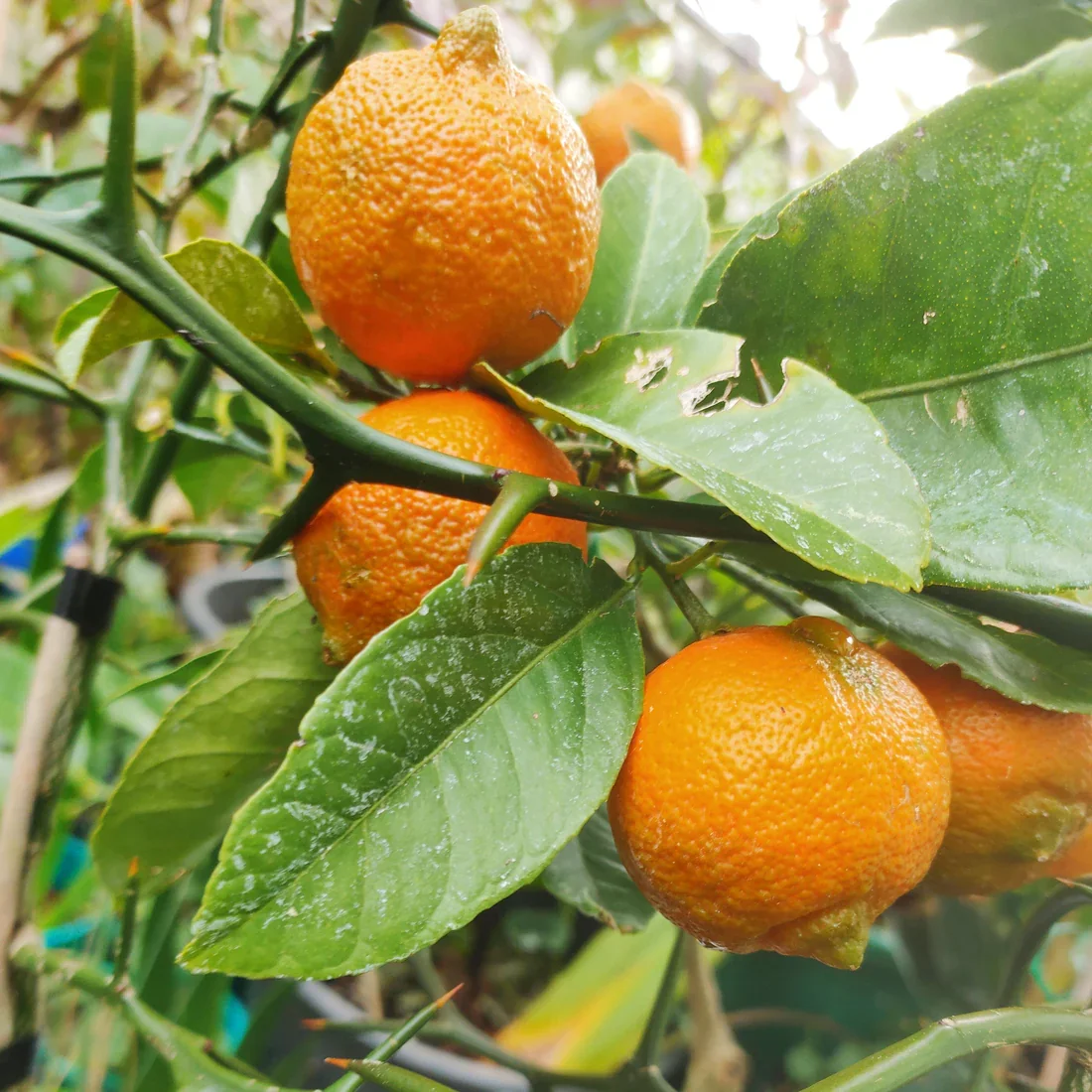 Rangpur lime — agrume orangé entre lime et mandarine