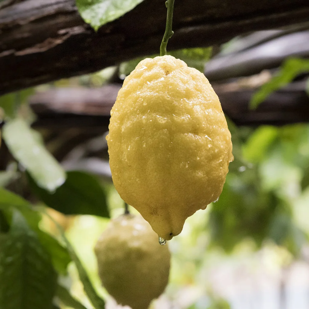 Sfusato Amalfitano IGP — citron emblématique de la côte amalfitaine