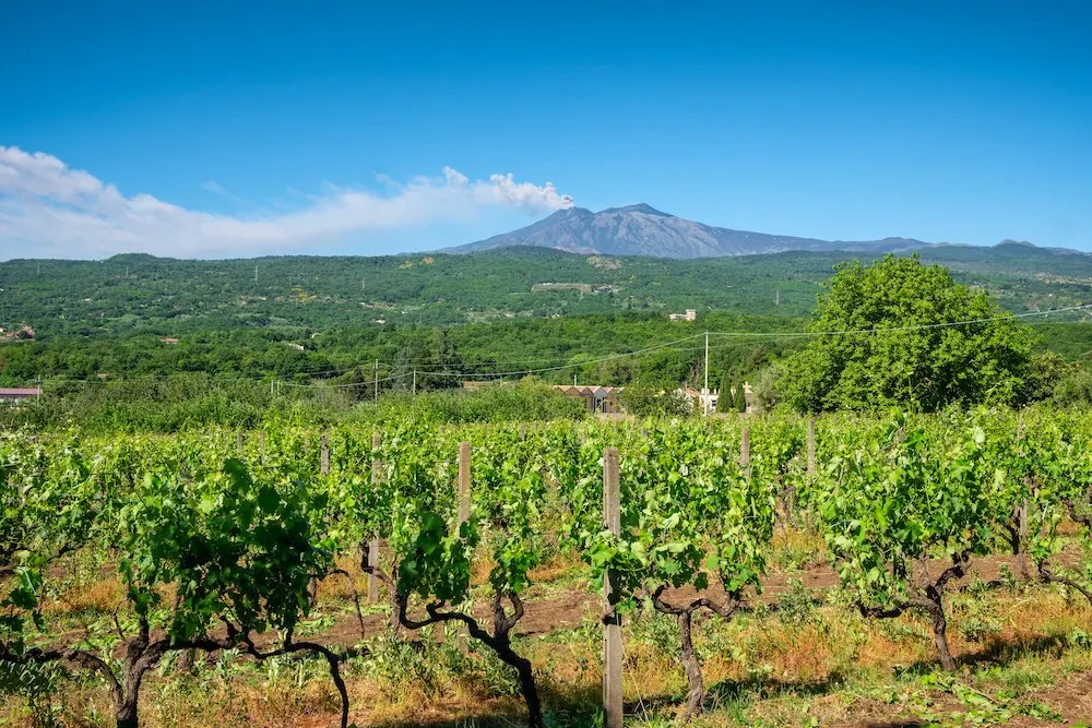 Vergers et vignes au pied de l'Etna en Sicile
