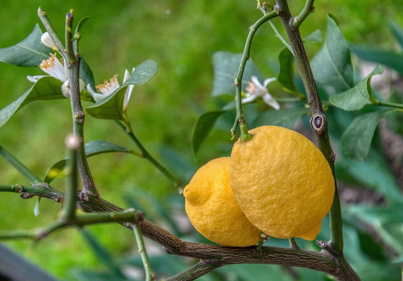 Femminello Ovale di Sorrento IGP — citron campanien fusiforme