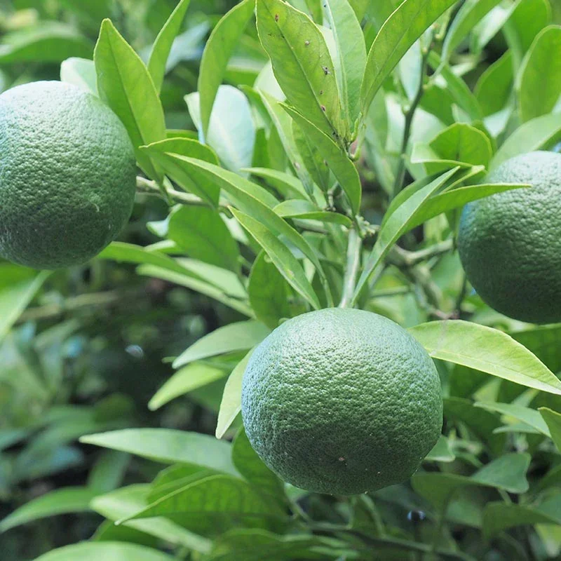 Sudachi — petit agrume vert japonais