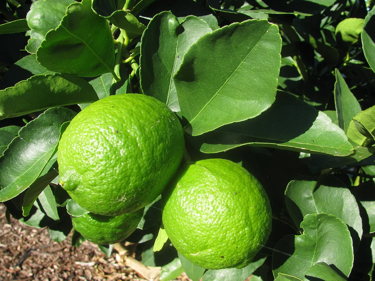 Tahiti lime — citron vert classique des supermarchés