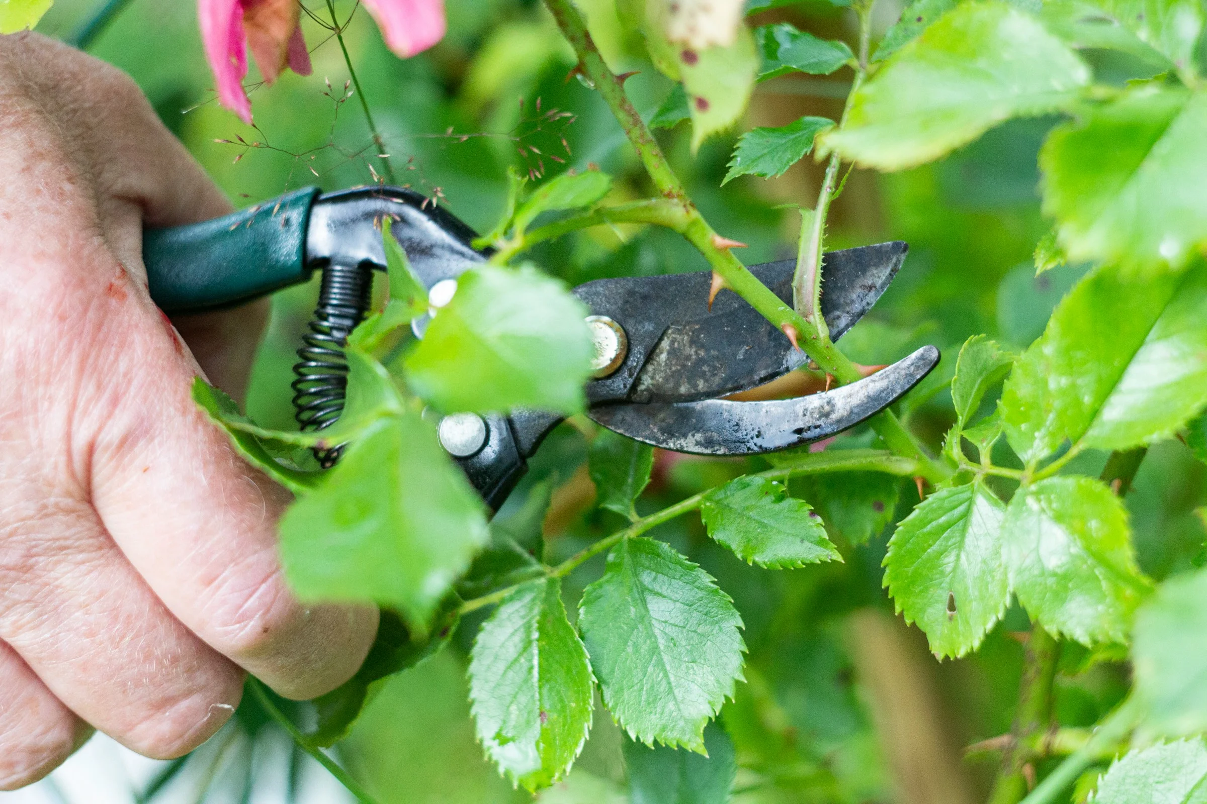 Main tenant un sécateur pour tailler des branches de plante en été