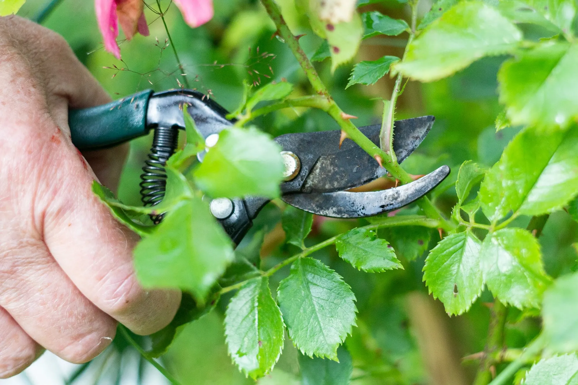 Main tenant un sécateur pour tailler des branches de plante en été