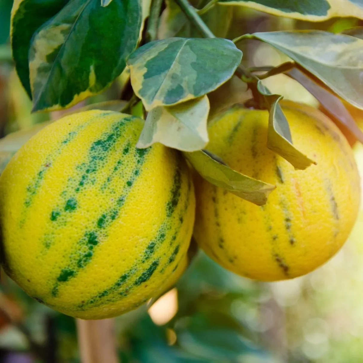 Variegated Eureka — variante panachée du citron Eureka