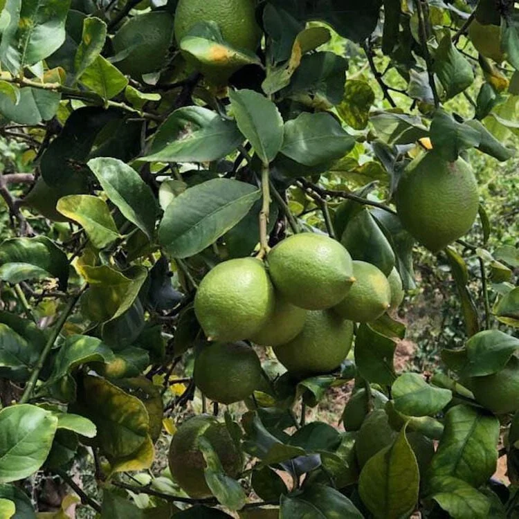 Verdelli, citron sicilien d'été récolté encore vert, sur l'arbre
