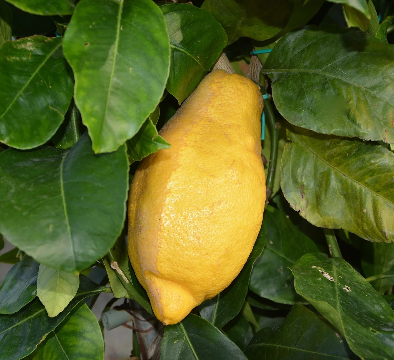 Verna de Murcia — citron espagnol d'été à peau lisse