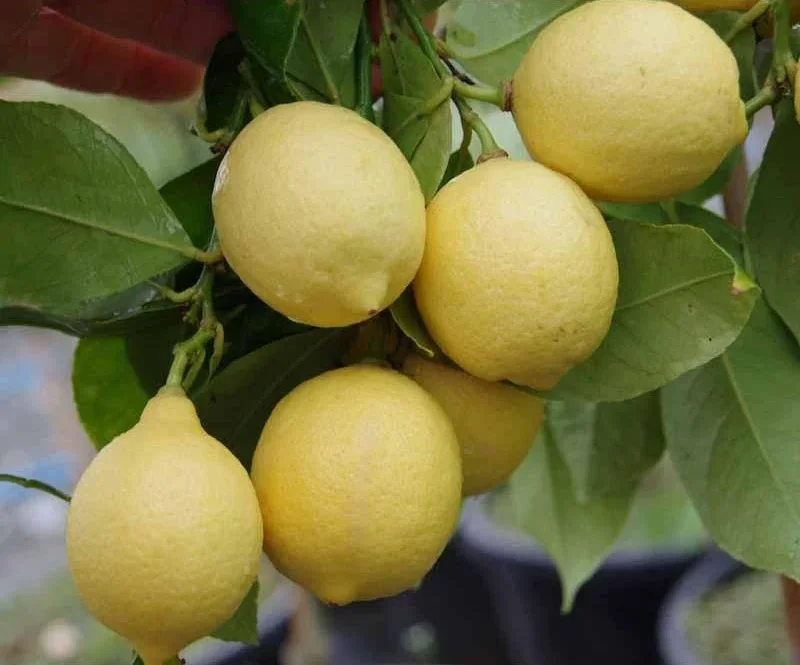 Yen Ben — citrons jaune pâle à la peau très lisse, groupés sur la branche
