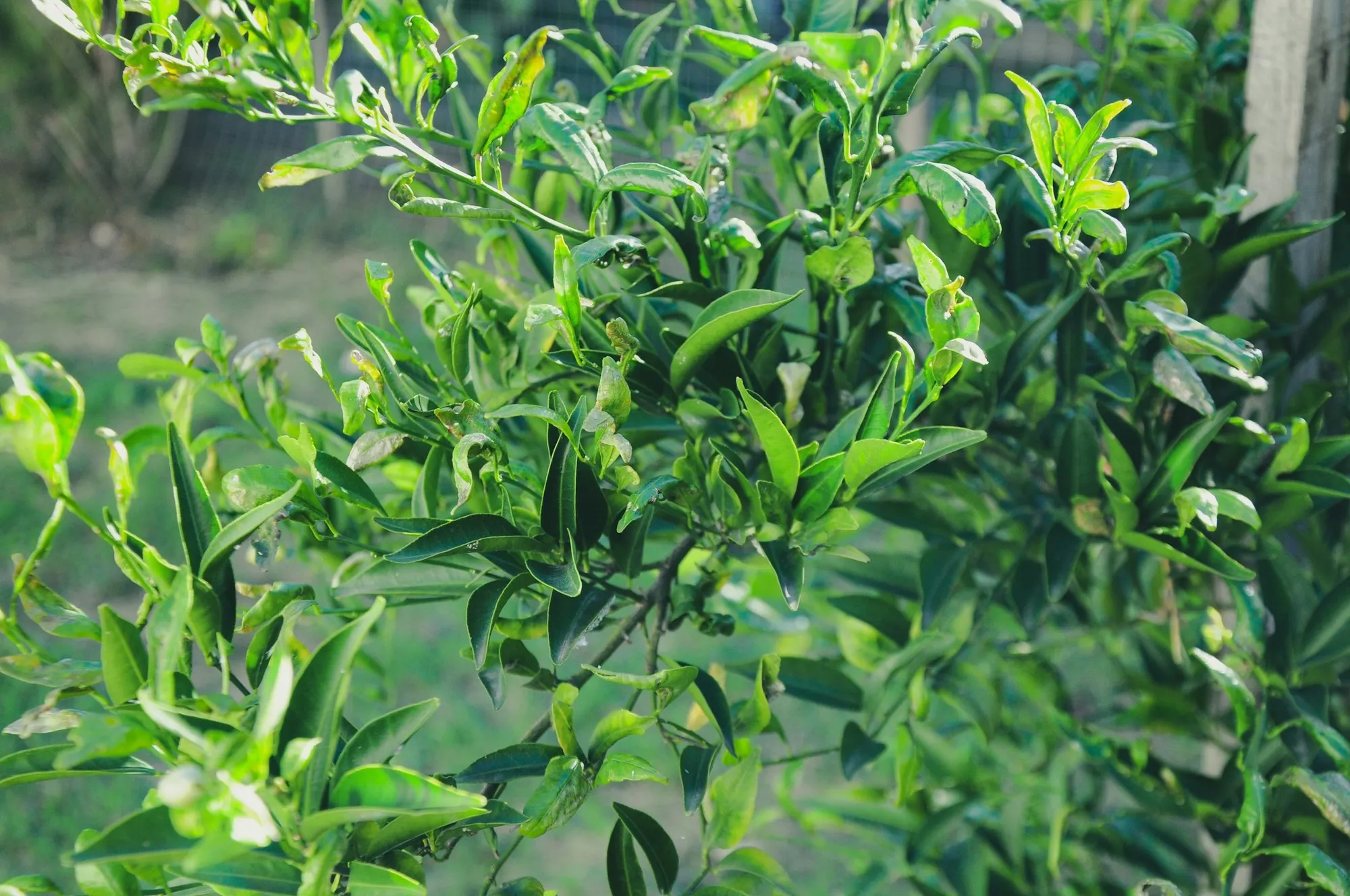 Plantation de yuzu sur la Côte d'Azur
