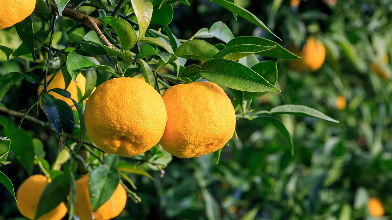Yuzu japonais à la peau bosselée